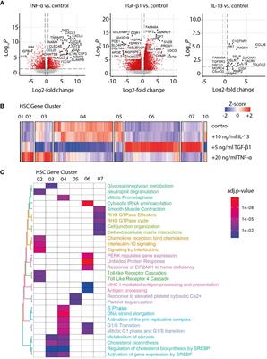 Diverse potential of secretome from natural killer cells and monocyte-derived macrophages in activating stellate cells